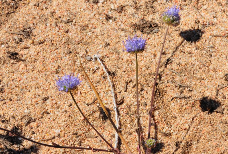 Jasione montana / Vedovella annuale